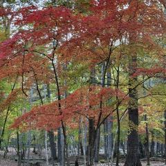 本达人海鲜烧烤(发展店) User Photo