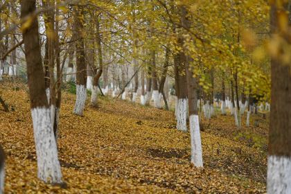 宝马生态农庄·柴火鸡(宝马店)