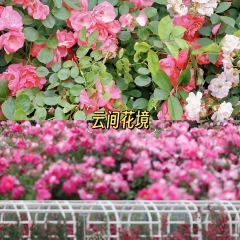 云间花境餐厅 User Photo