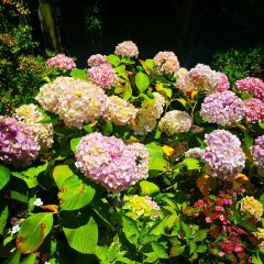 Manor Blanc User Photo