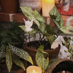 花田半亩暖食料理 User Photo