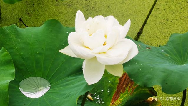 he mei tan tang jing qu - hu mei si ji