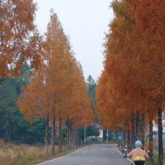 小竹林 여행 사진