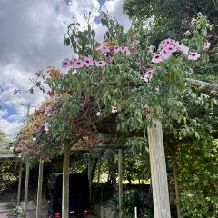 Verandah Restaurant User Photo