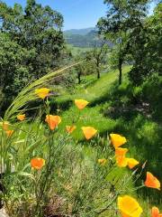 Sunol Regional Wilderness