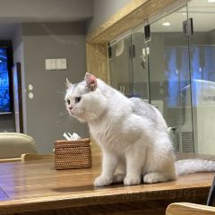 猫乎乎猫咖啡屋(中南城B座店) User Photo