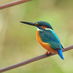 秀山湖畔張用戶圖片