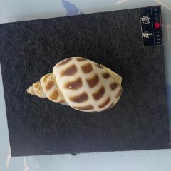 XIANG CHOU User Photo