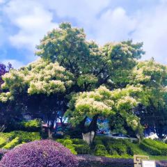 Zhan yi gong shi la zi Chicken (zhan yi) User Photo