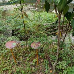 舌间·灵运仙洞餐厅 User Photo