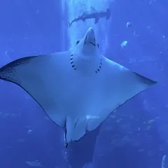 徐福记湛江烤生蚝 User Photo