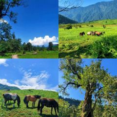 DOU XIANG SHI User Photo