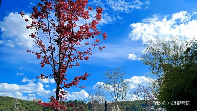 Xinghai Lake Cultural and Tourism Town