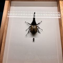 普洱小熊猫庄园·天碧餐厅 User Photo