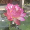 Avatar 3