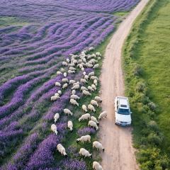 TANG SHAN YANG TE SE LAMB CHOP PULLING FILM User Photo