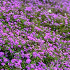 古早味 胖姐连子圆 User Photo