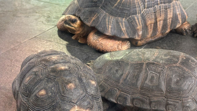 Heshan City Fulun Cultural Tourism Turtle Expo Park