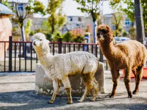 Fuyang Wildlife Park