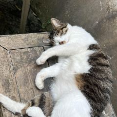 甜豆集 User Photo