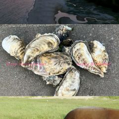 阿象肠粉 User Photo