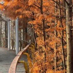 胡记包子 User Photo