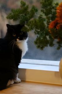 訪客 普陀山開元觀堂優惠