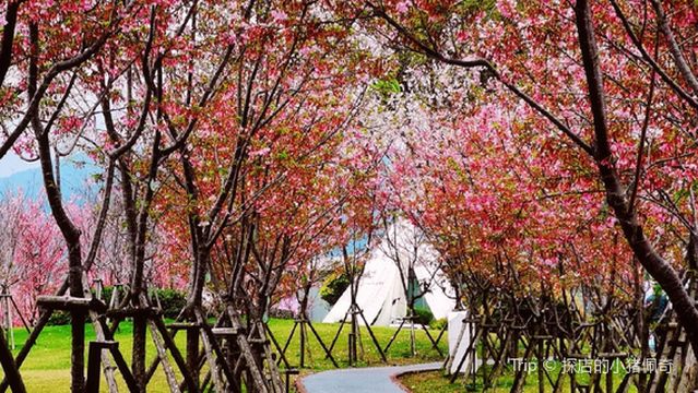 Liyuzhou Cherry Blossom Island