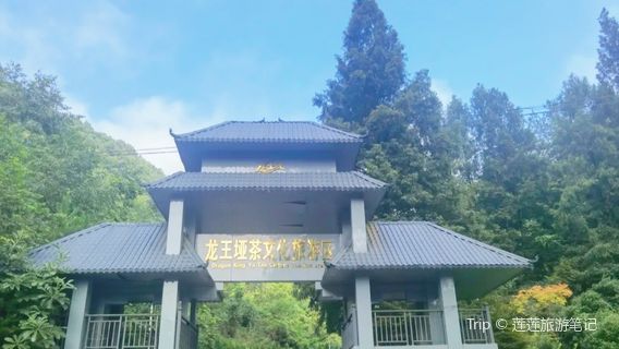 Longwangya Tea Farm in the County