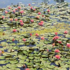 M Stand(麓湖美食岛店) User Photo