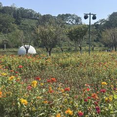 枇杷熟了coffee User Photo