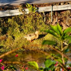 邓氏大薄片 User Photo