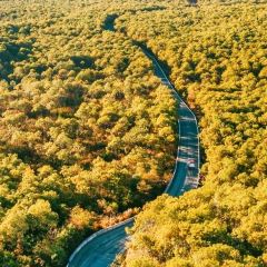 邓氏大薄片 User Photo