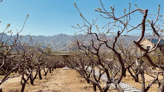 杏林山房鐵板燒