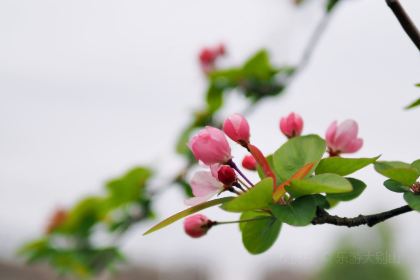 MY.girl蜜菓(霍山县蜜果饮品店)