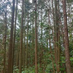 顶三峰餐厅(靖河路店) User Photo