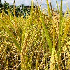 明味生態農莊張用戶圖片