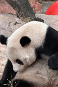 Dadadaiwanglai 廈門城市廣場希爾頓歡朋酒店優惠