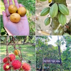 Dusun Tok Wak Desa, User Photo