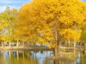 Populus Euphratica Forest Scenic Area