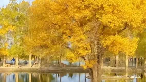 Populus Euphratica Forest Scenic Area
