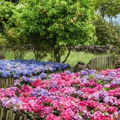 Manor Blanc User Photo