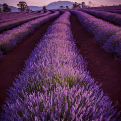 Port Arthur Lavender User Photo