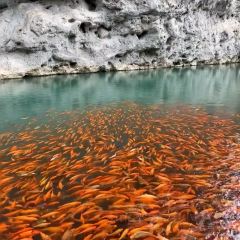 花开麦饼屋 ảnh của người dùng