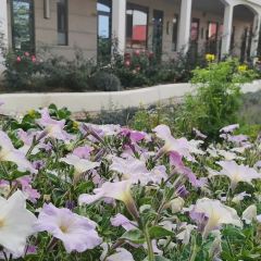 点将台星空营地(博乐赛里木湖店)·自助餐厅 User Photo