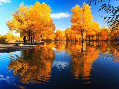 瀚海紅柳林