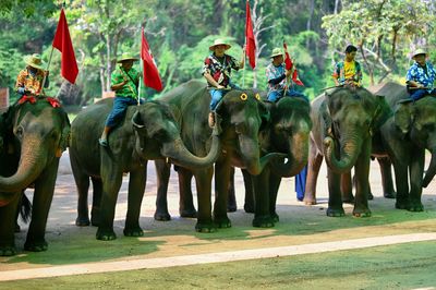 Thai Elephant Conservation Center