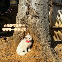 上湾水库生态园户外自助烧烤 User Photo