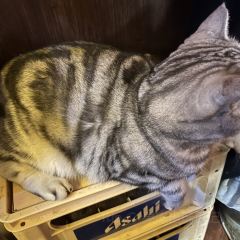 深夜食堂 User Photo