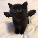 M2alicw8x**** 楓雨國際公寓（珠海橫琴口岸店）優惠